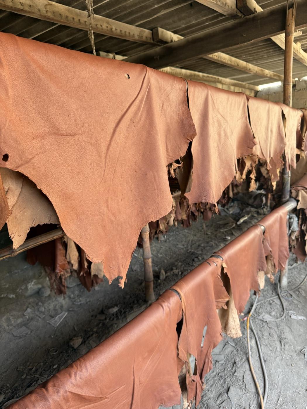 Tan leather hides drying on rods at a tannery in Karachi Pakistan